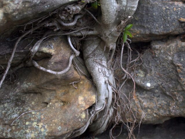 Roots