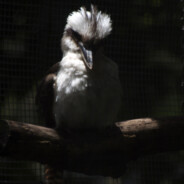 Kookaburra