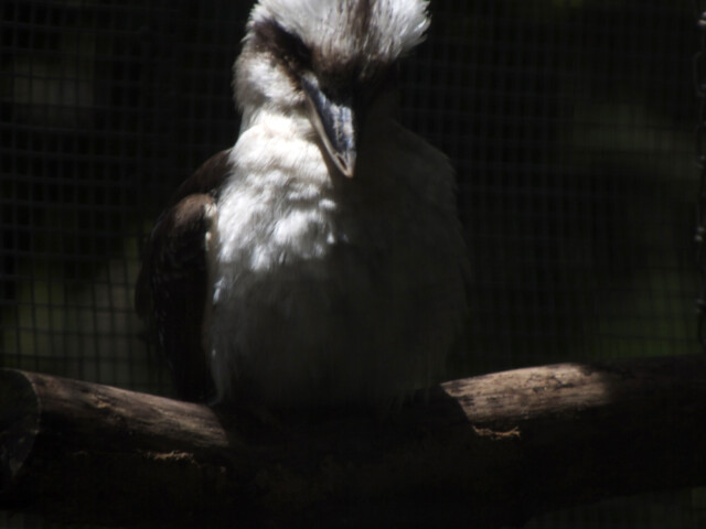 Kookaburra