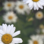 Daisies