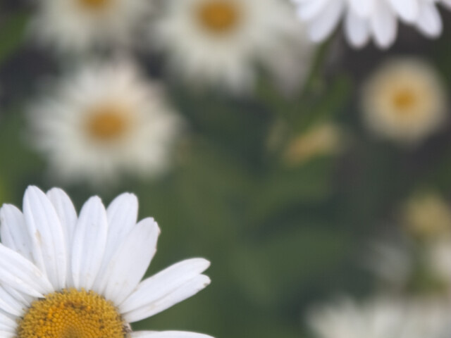 Daisies