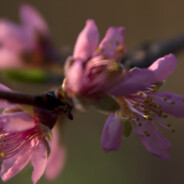 Peach Blossom