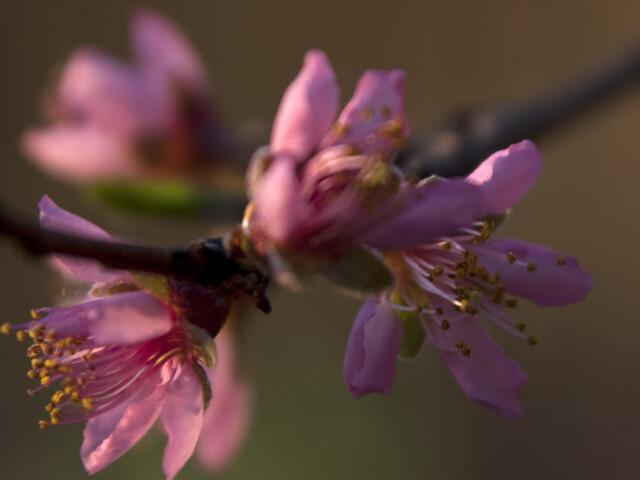 Peach Blossom