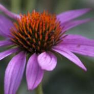 Purple Coneflower