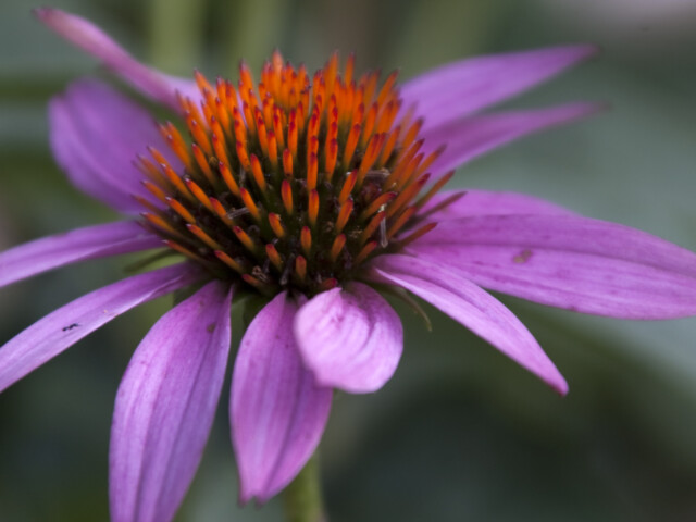 Purple Coneflower