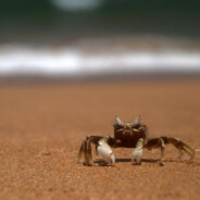 Crab