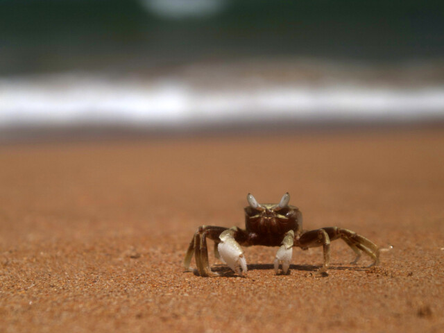 Crab