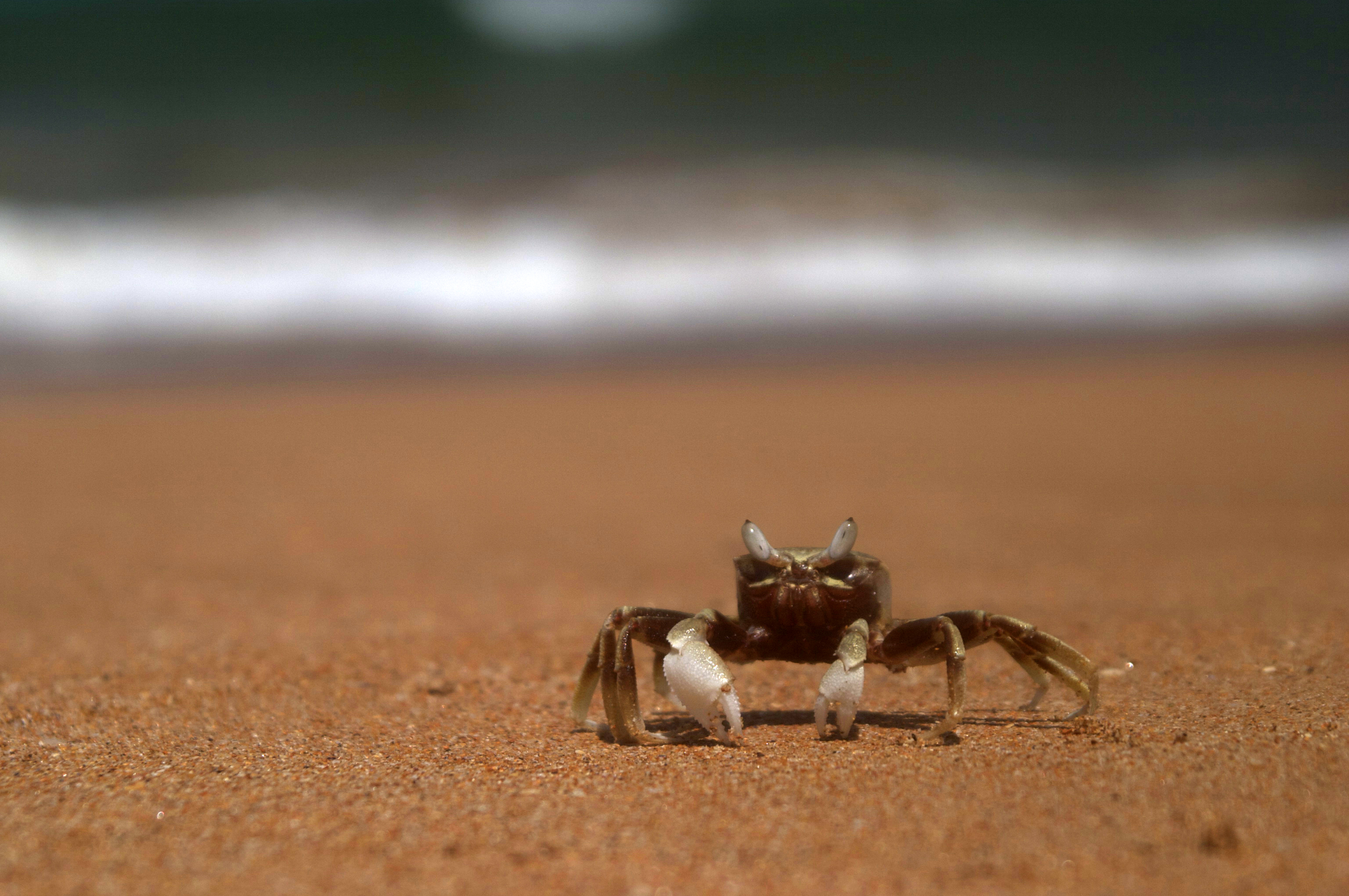 Crab