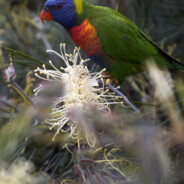 Rainbow Lorikeet