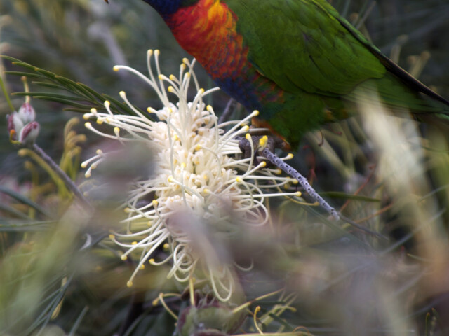 Rainbow Lorikeet