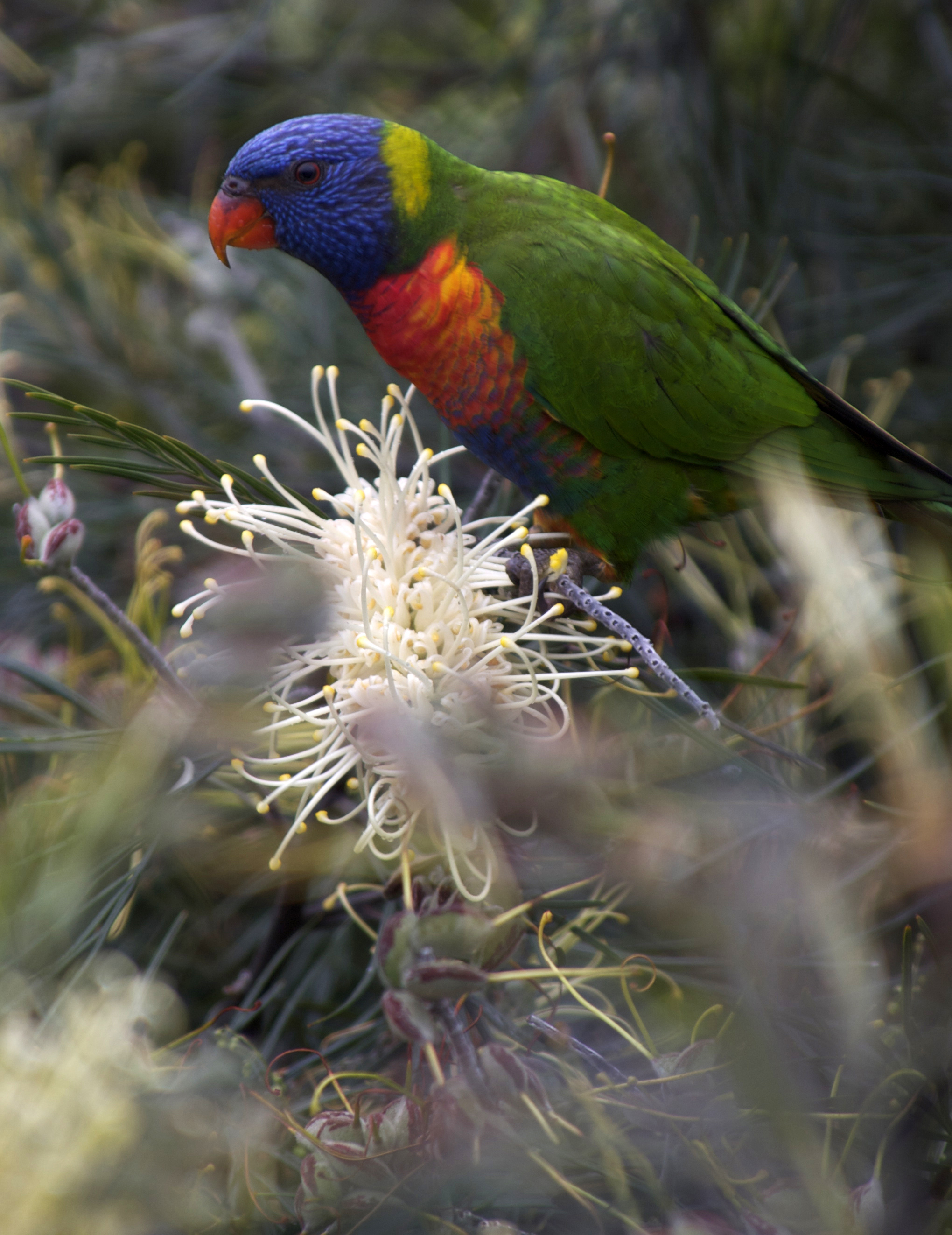 Rainbow Lorikeet