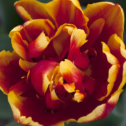 Tulip