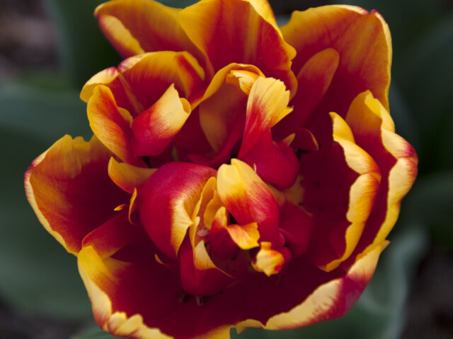 Tulip